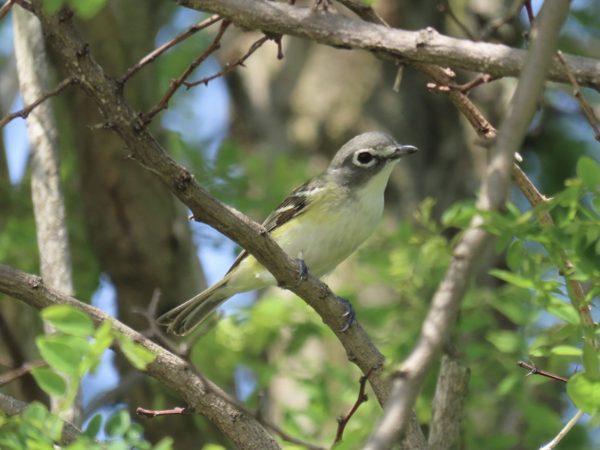 Blue-headed Vireo - Port of Baltimore