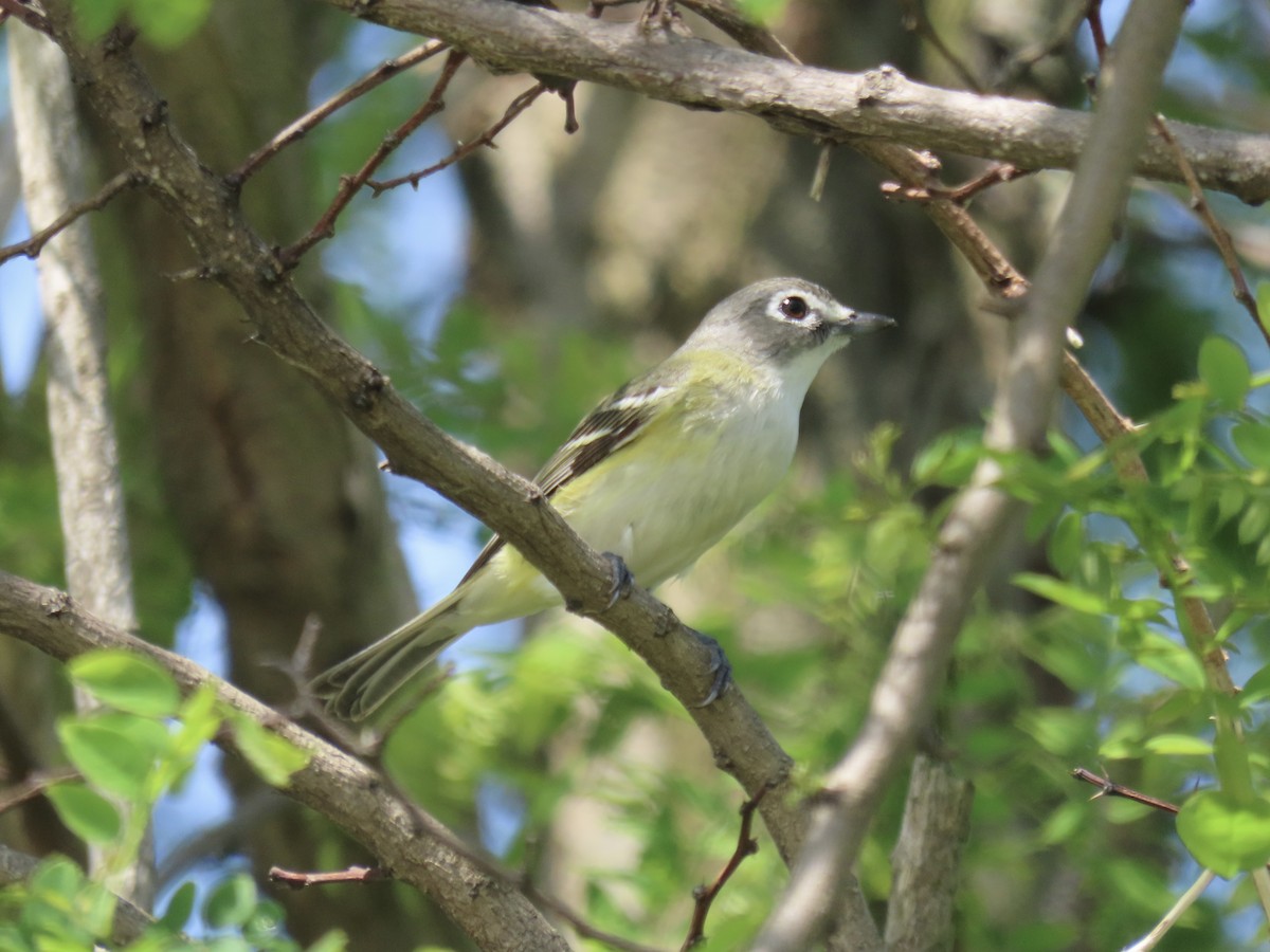 Blue-headed Vireo - Port of Baltimore