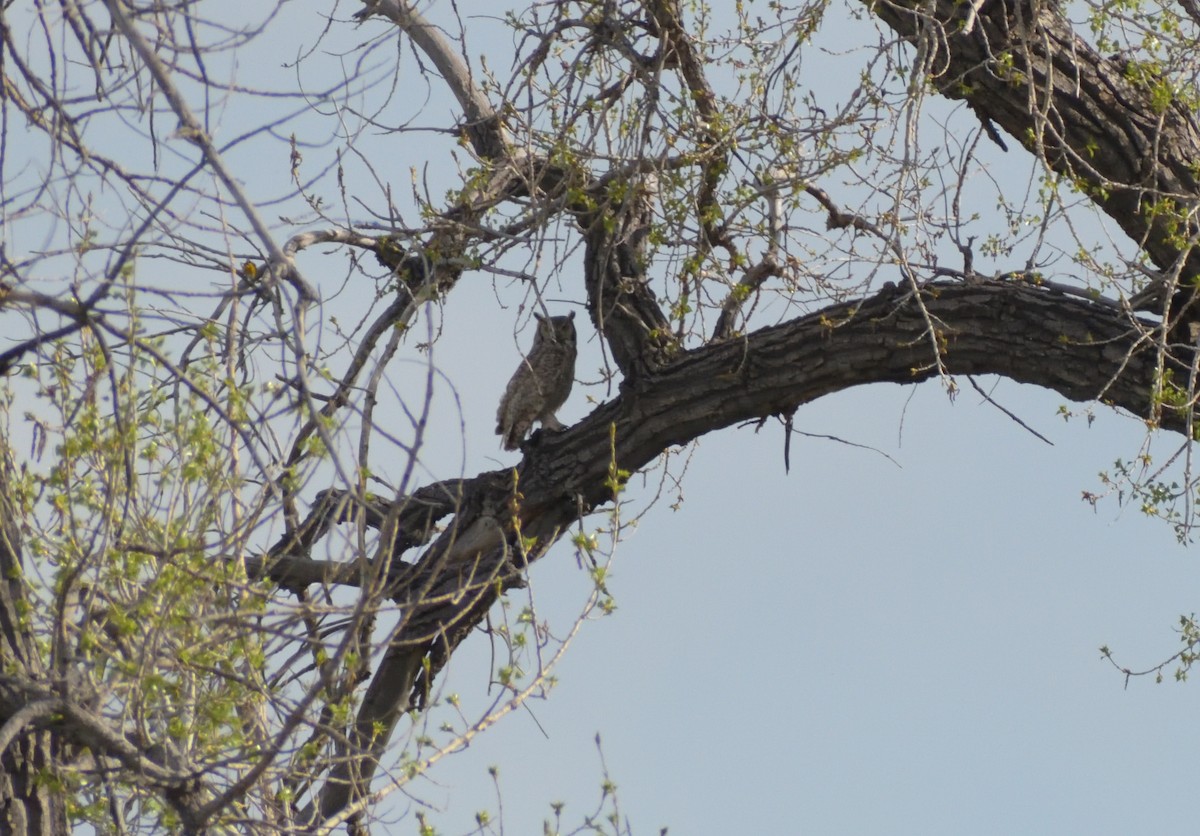 Great Horned Owl - Robert Tonge