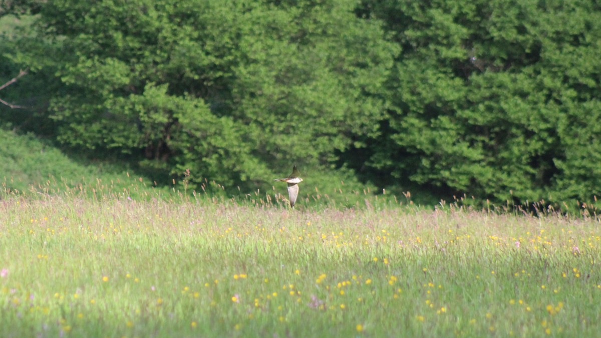 Eurasian Hobby - Anton Finn