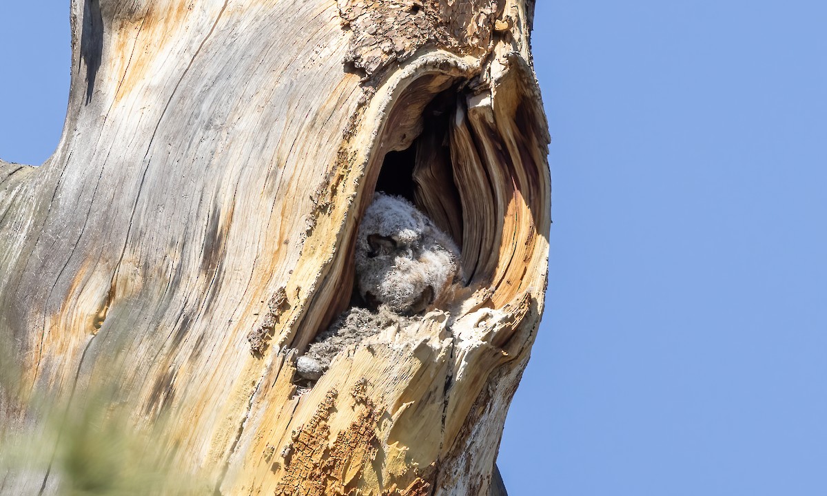 Great Horned Owl - Paul Fenwick