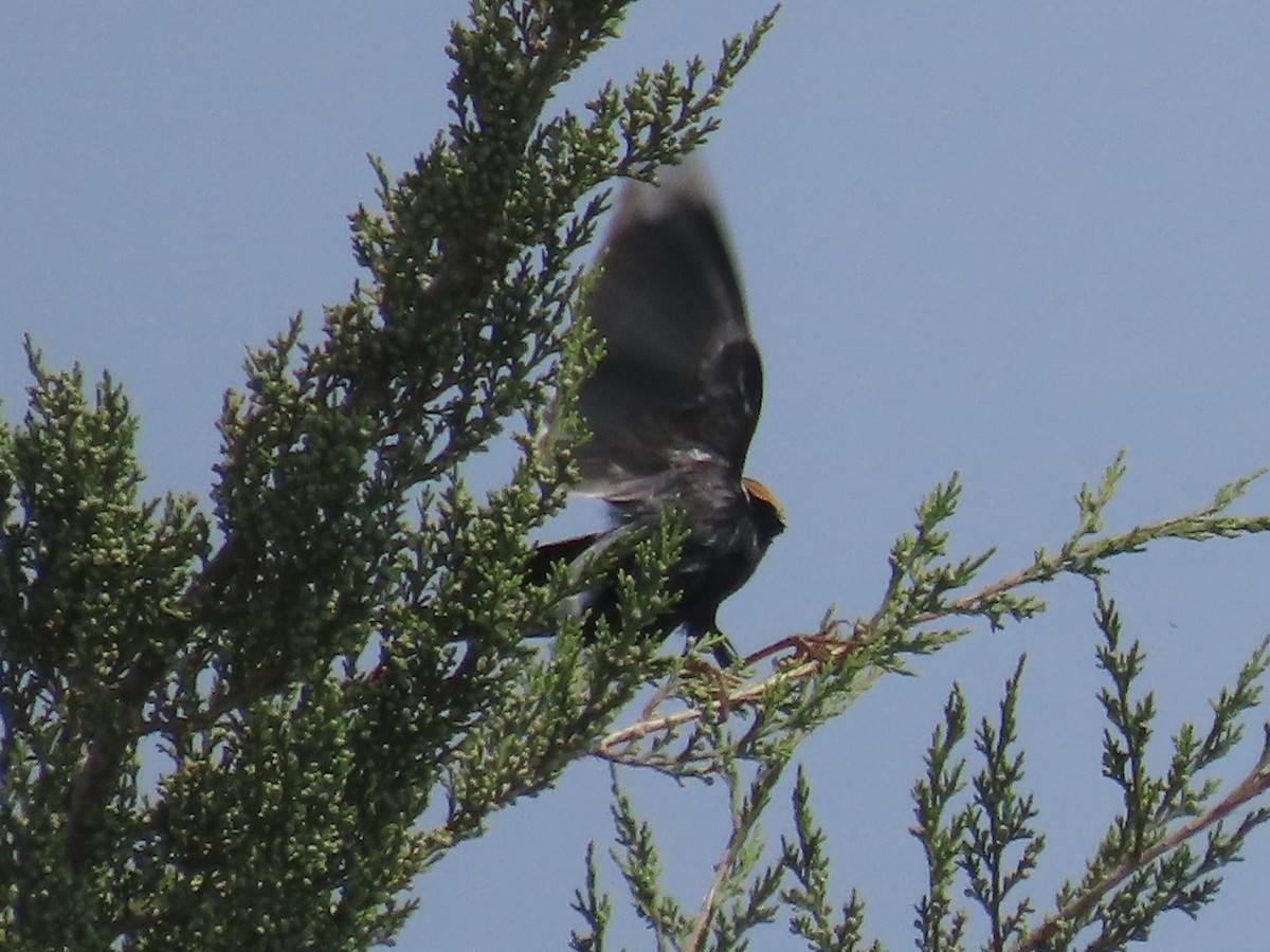 Bobolink - Port of Baltimore