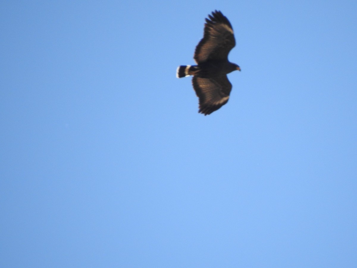 Common Black Hawk - Jim Valenzuela