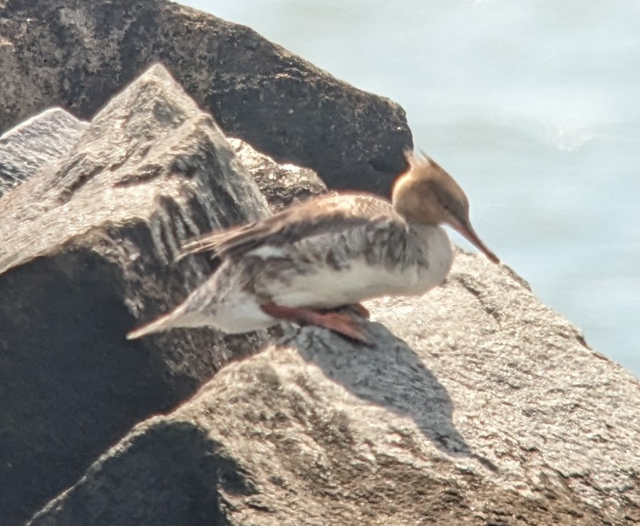 Red-breasted Merganser - Michelle Gianvecchio