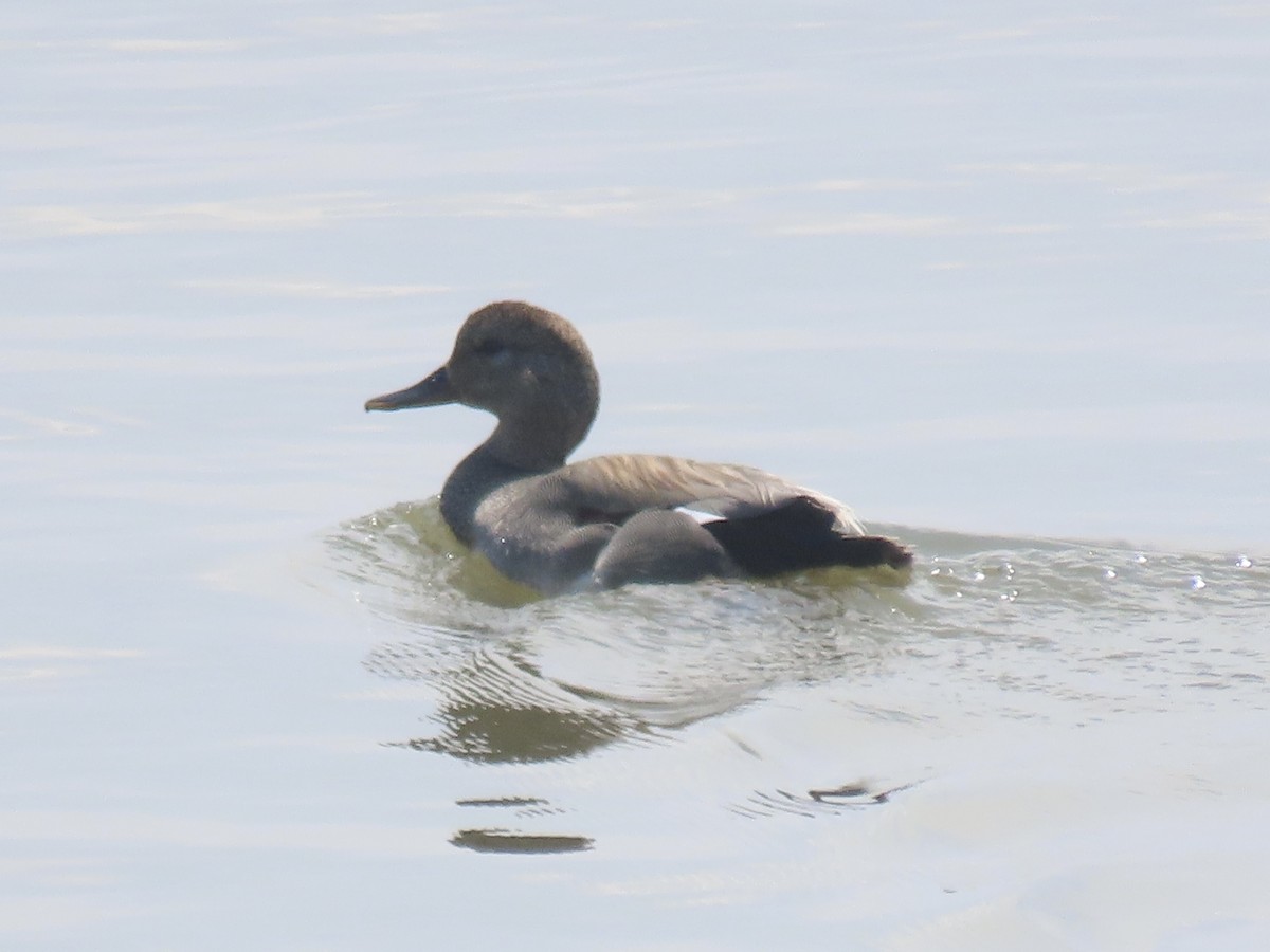 Gadwall - Port of Baltimore