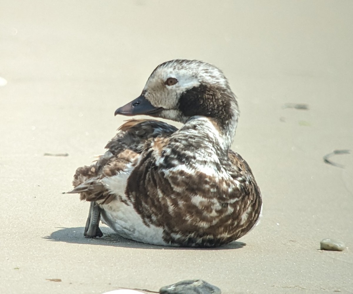 Long-tailed Duck - Michelle Gianvecchio