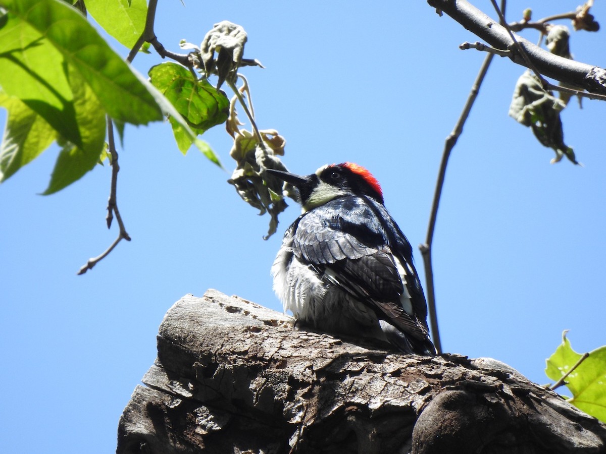 Acorn Woodpecker - ML619500246