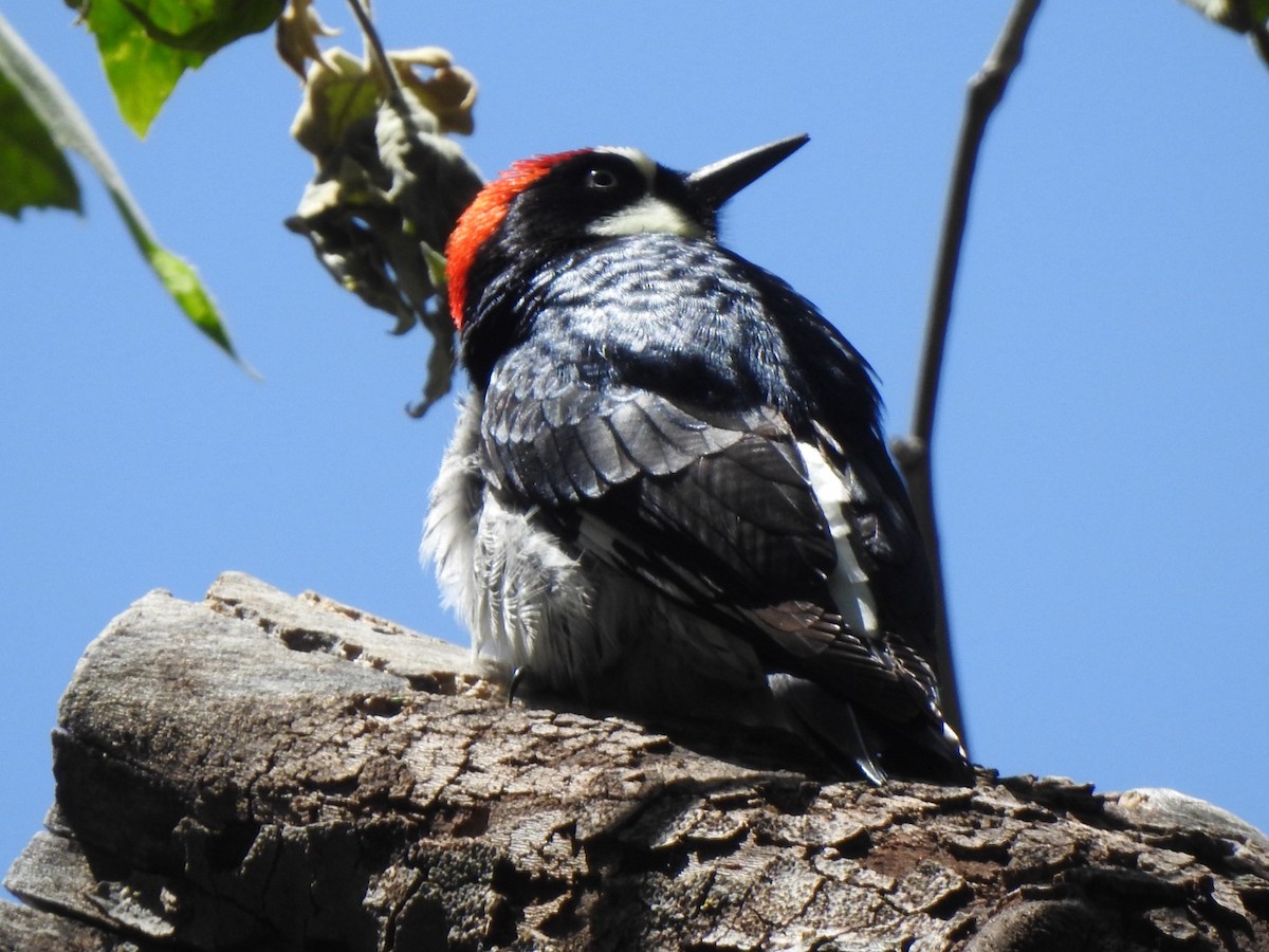 Acorn Woodpecker - ML619500247