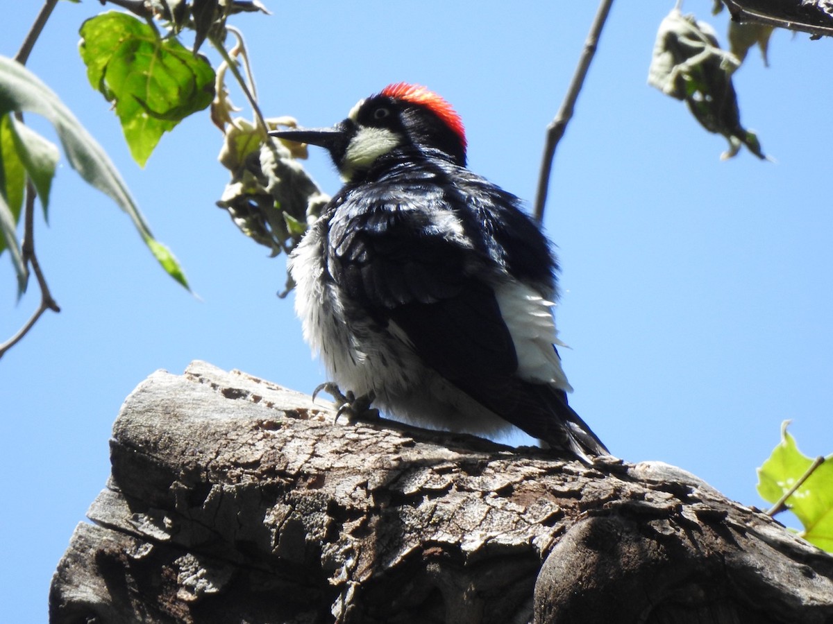 Acorn Woodpecker - Jim Valenzuela