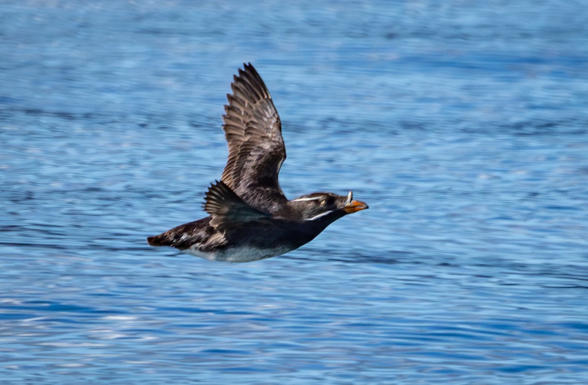 Rhinoceros Auklet - Greg Schrader