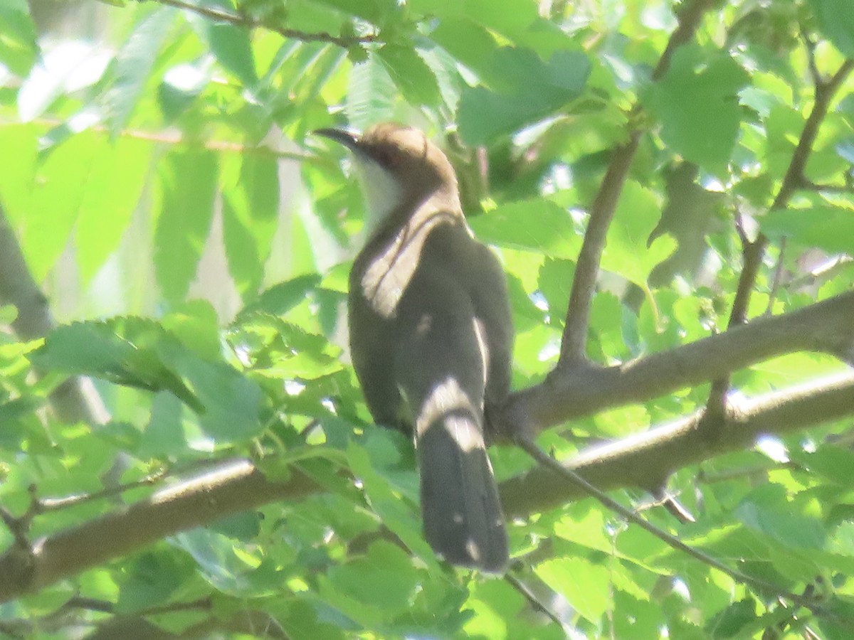 Black-billed Cuckoo - Port of Baltimore