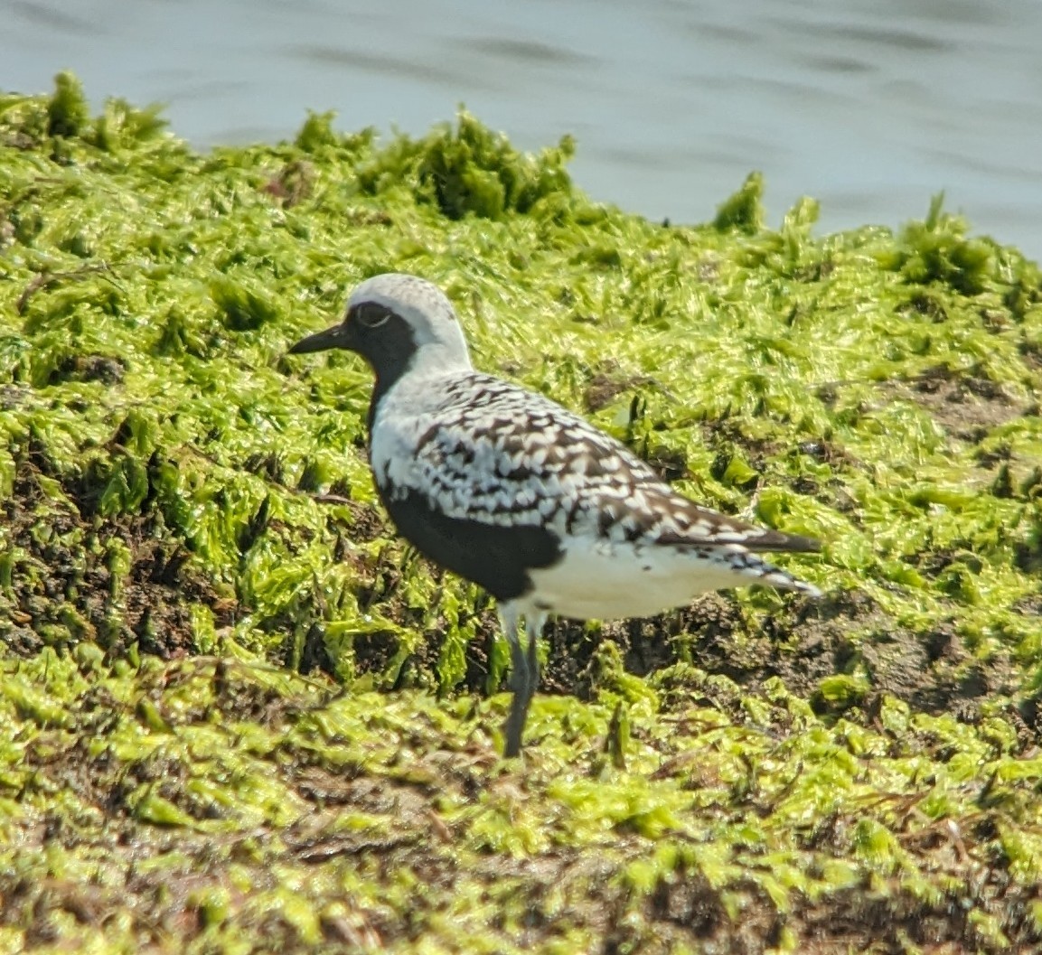 Black-bellied Plover - Michelle Gianvecchio