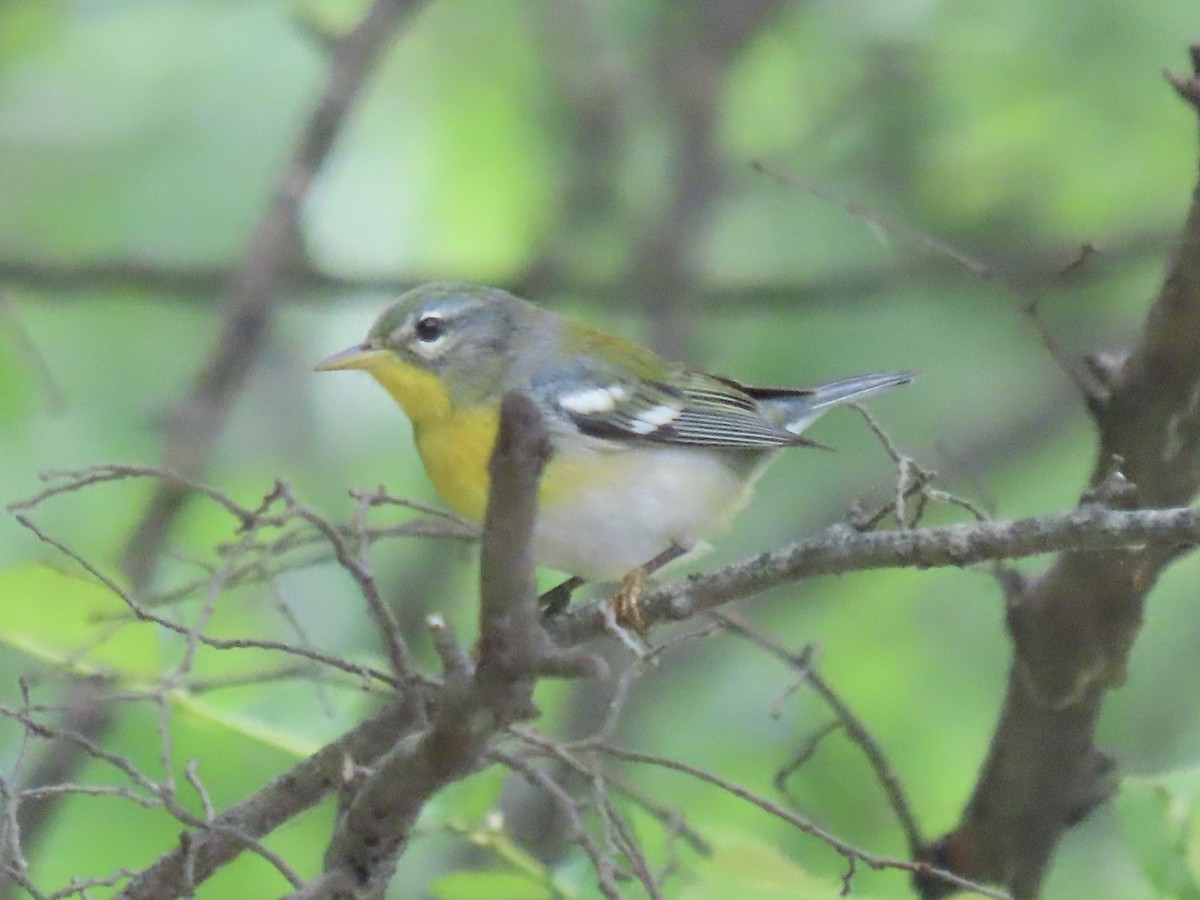 Northern Parula - Port of Baltimore