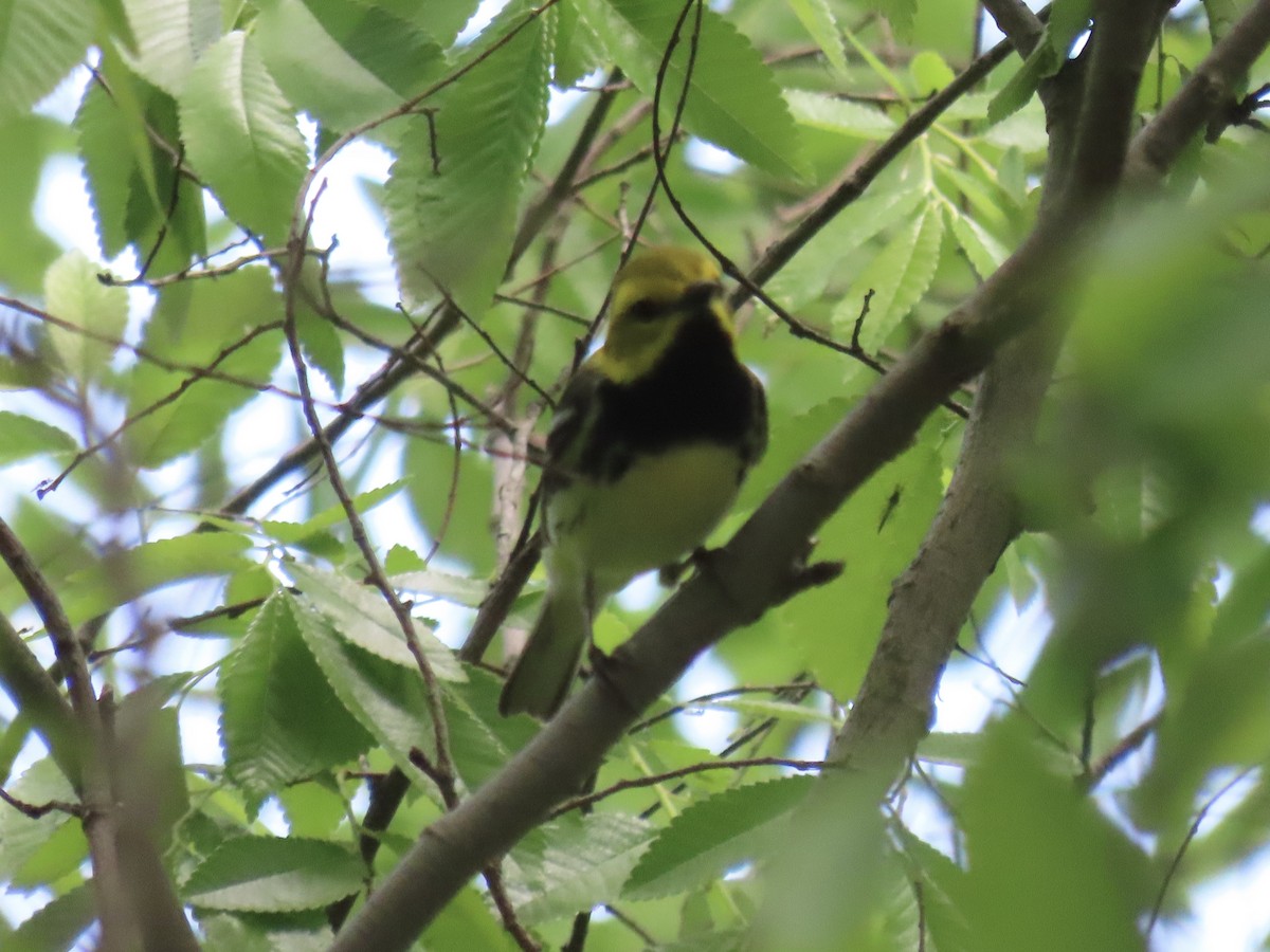 Black-throated Green Warbler - Port of Baltimore