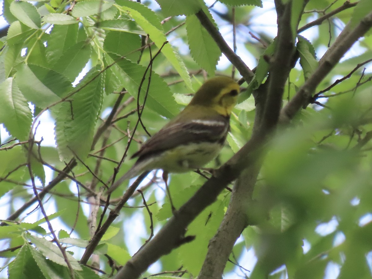 Black-throated Green Warbler - Port of Baltimore