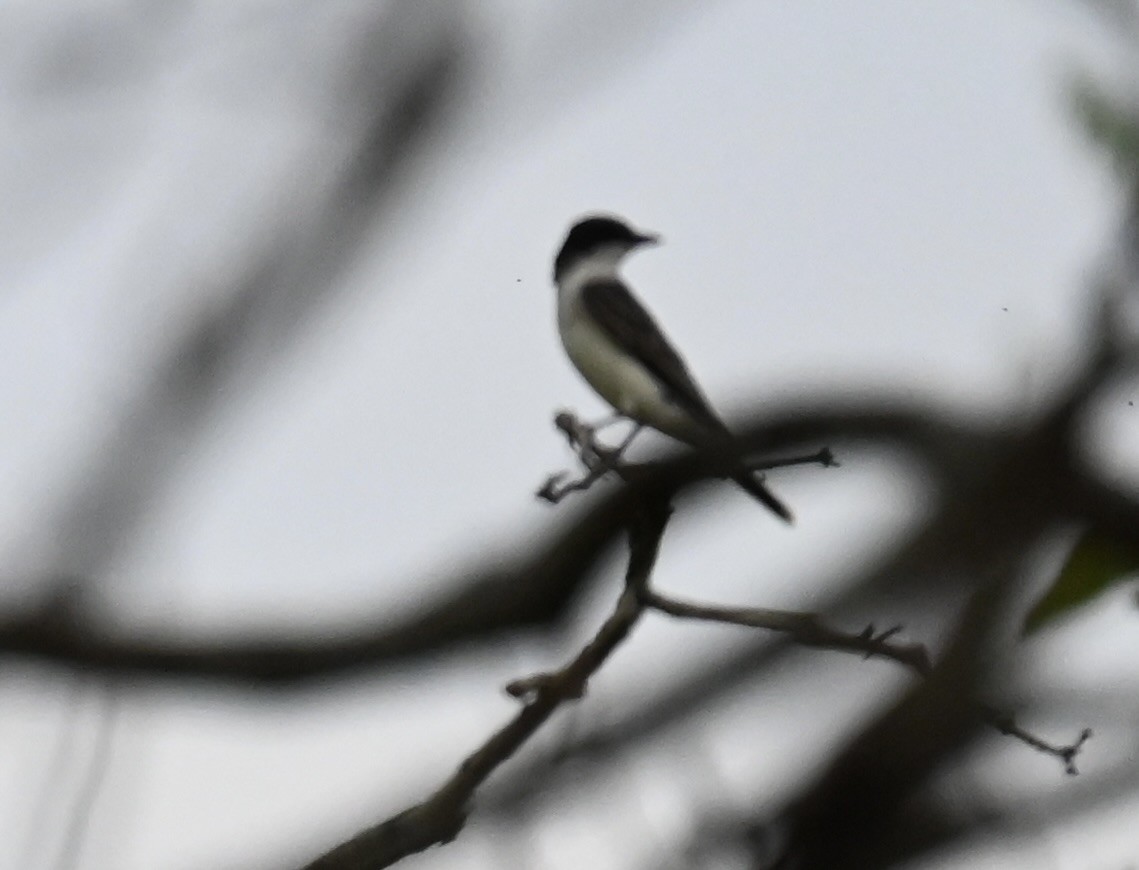 Eastern Kingbird - Nancy Blaze