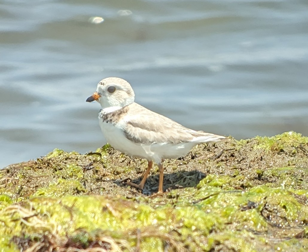 Piping Plover - Michelle Gianvecchio