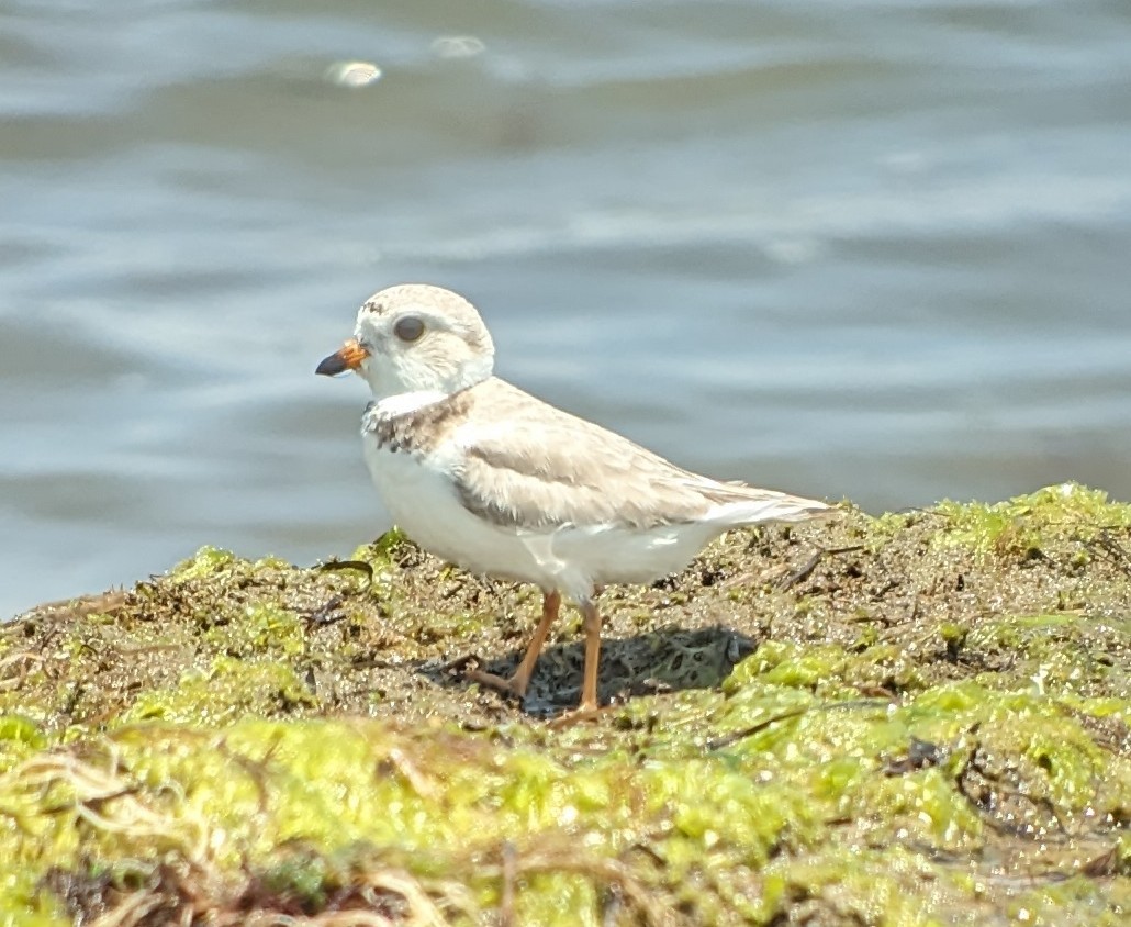 Flötenregenpfeifer - ML619500269