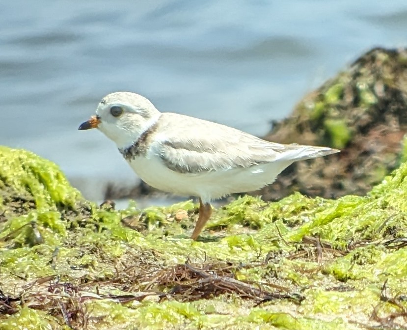 Piping Plover - Michelle Gianvecchio