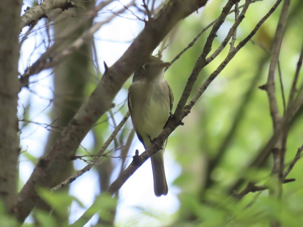 Least Flycatcher - Port of Baltimore