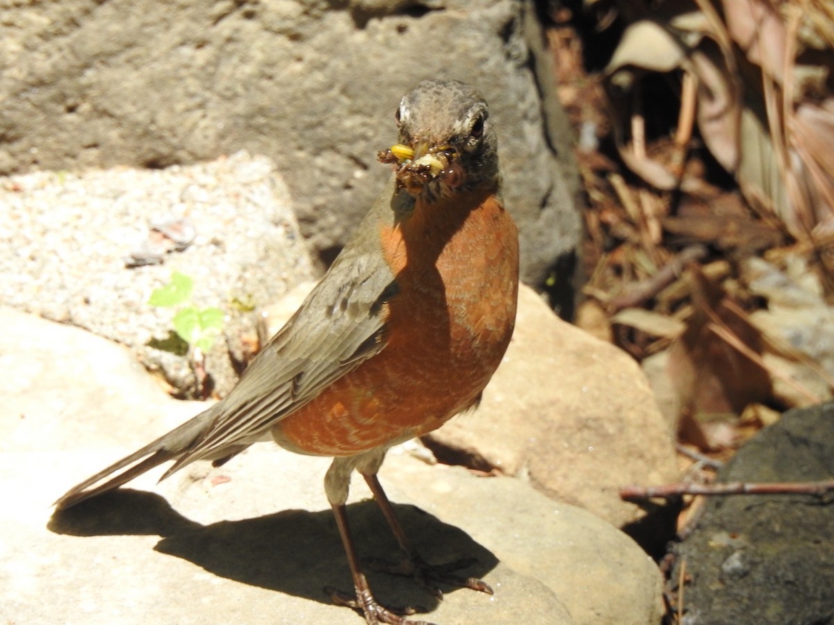 American Robin - Jim Valenzuela