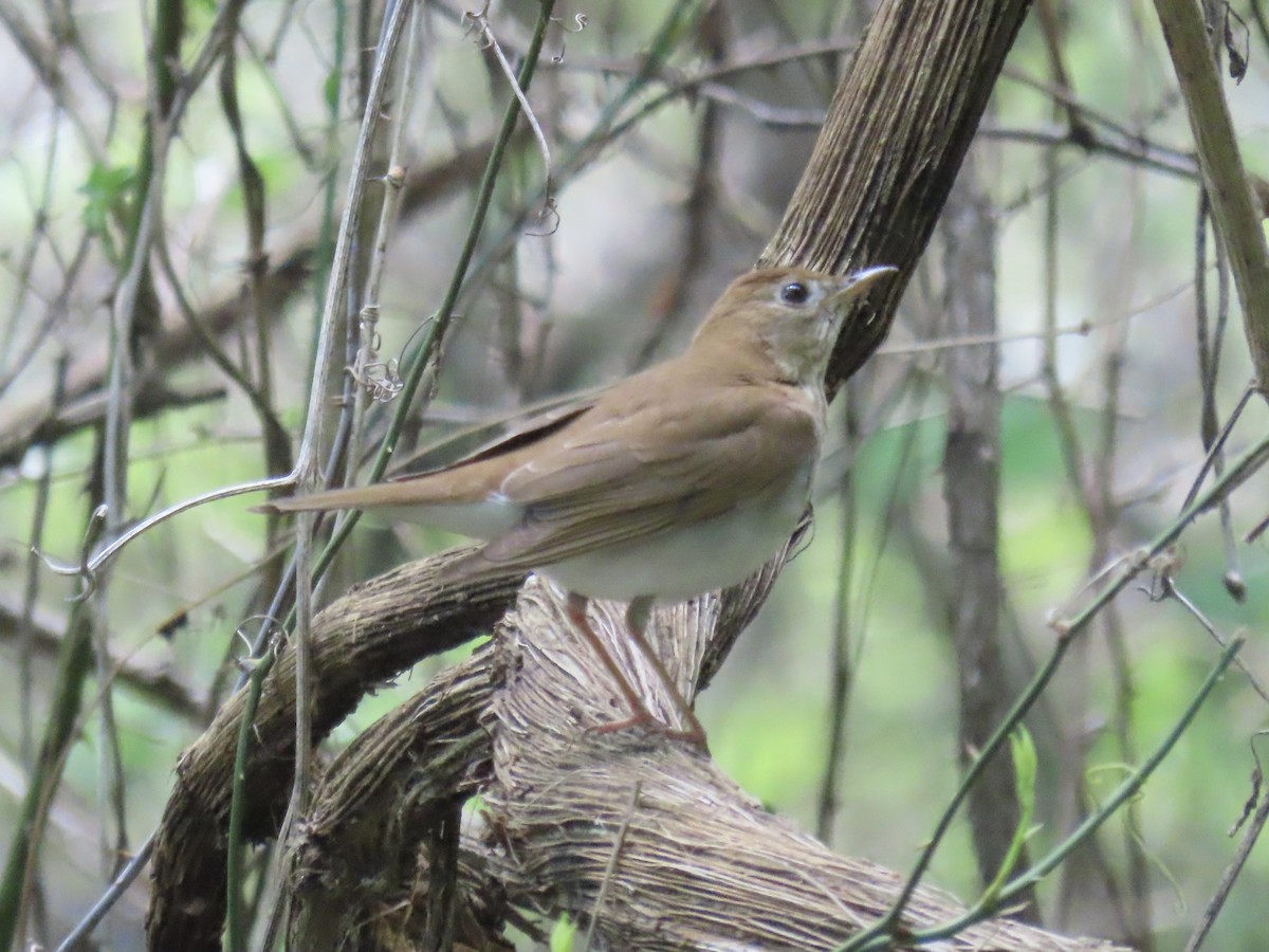 Veery - Port of Baltimore