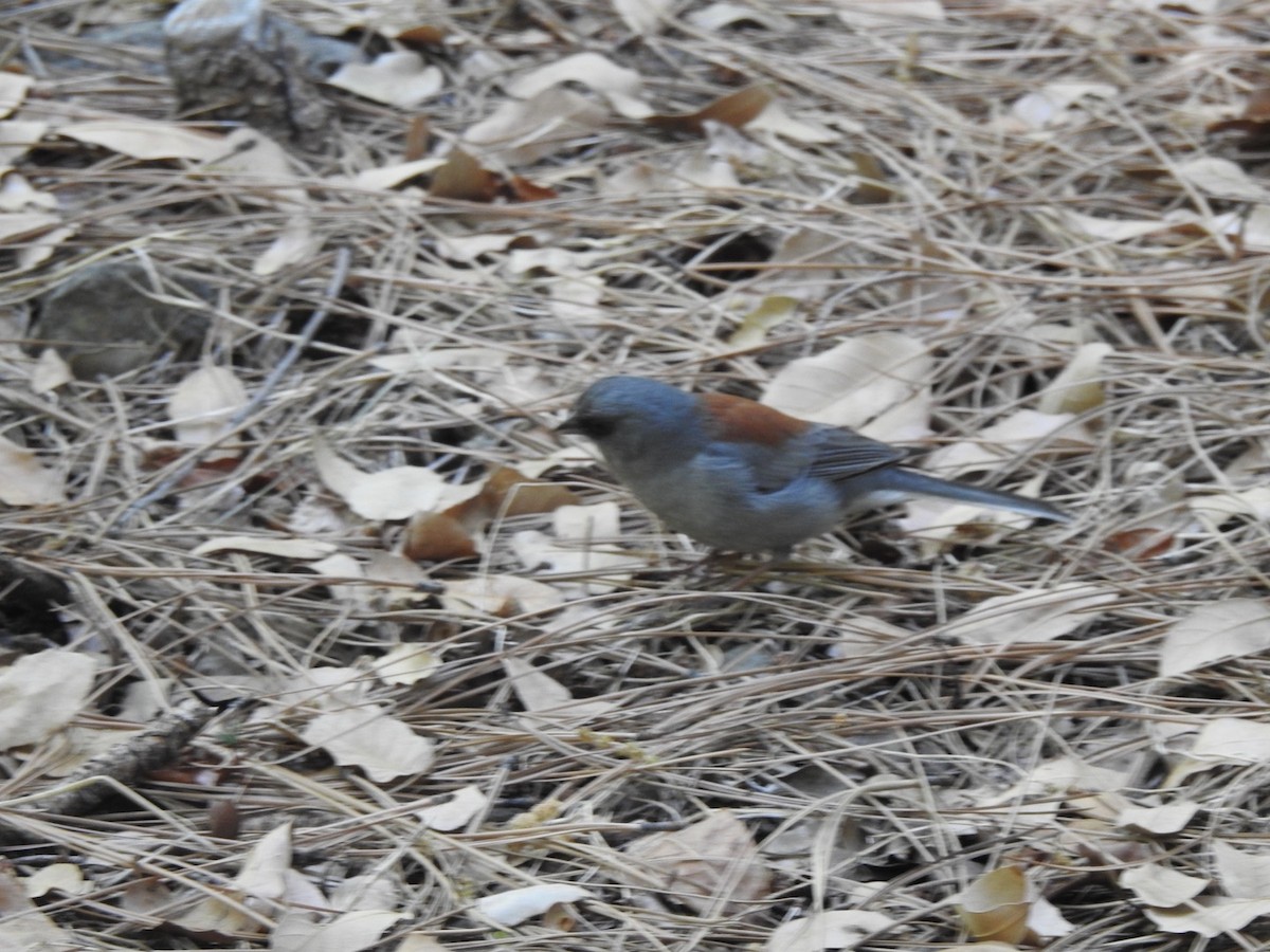 Dark-eyed Junco - Jim Valenzuela