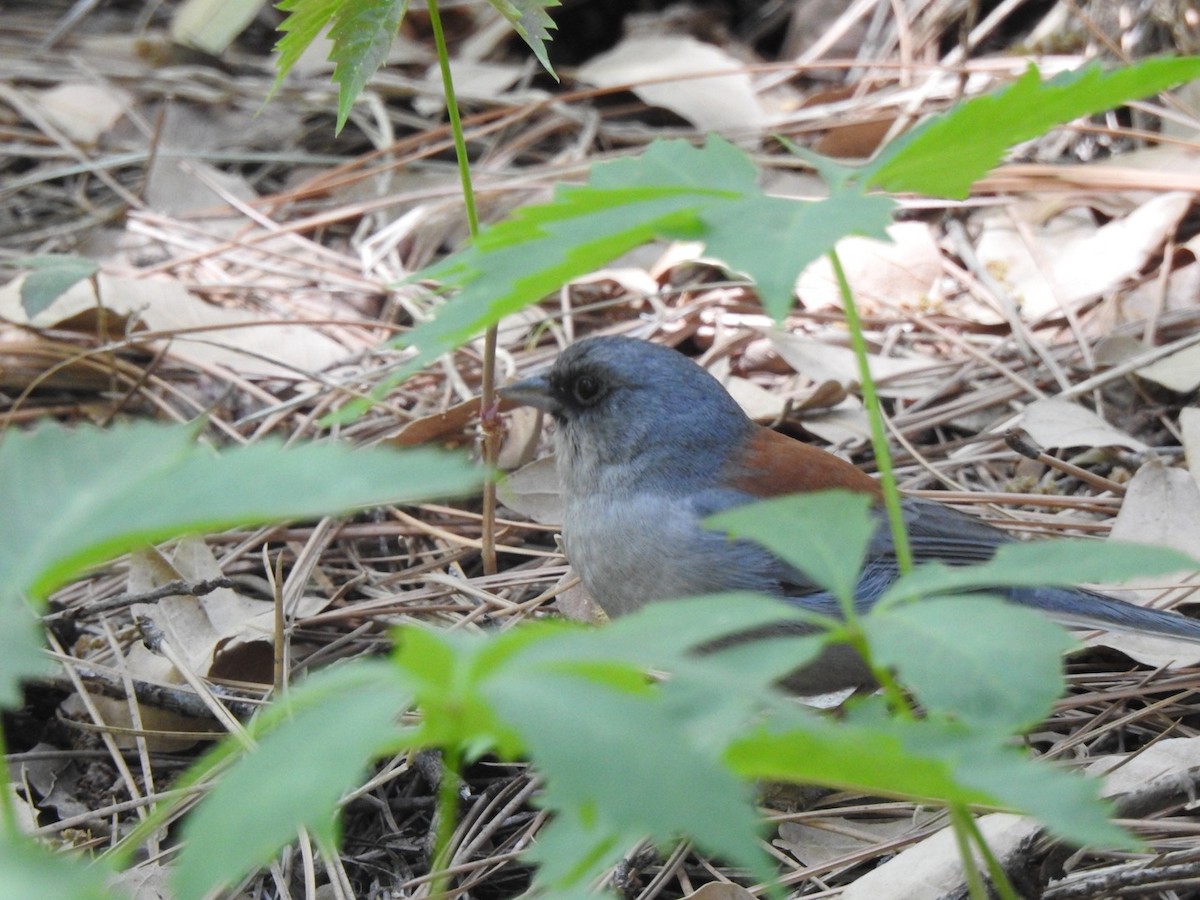 Dark-eyed Junco - Jim Valenzuela