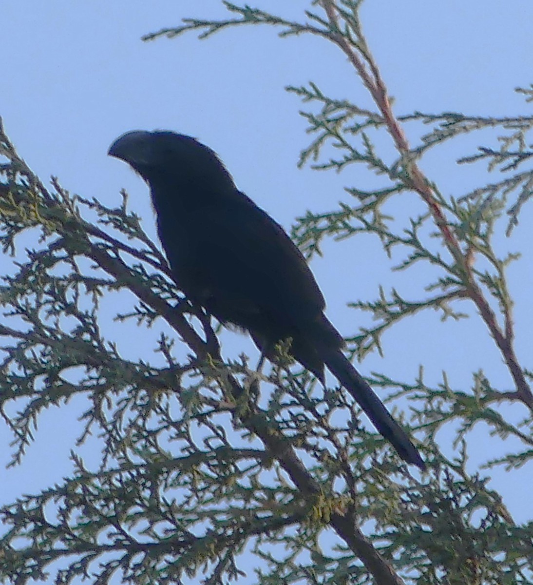 Groove-billed Ani - Guadalupe Esquivel Uribe