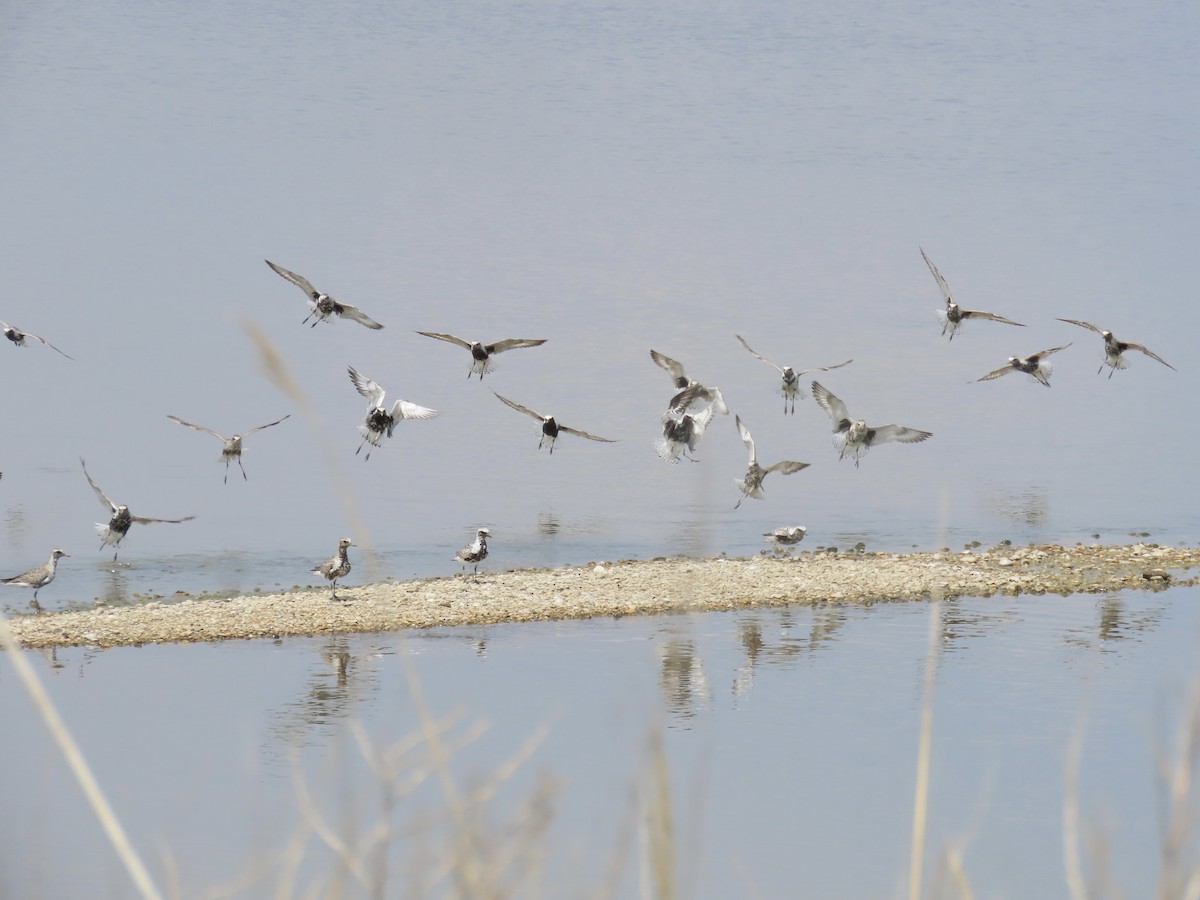 Black-bellied Plover - Port of Baltimore