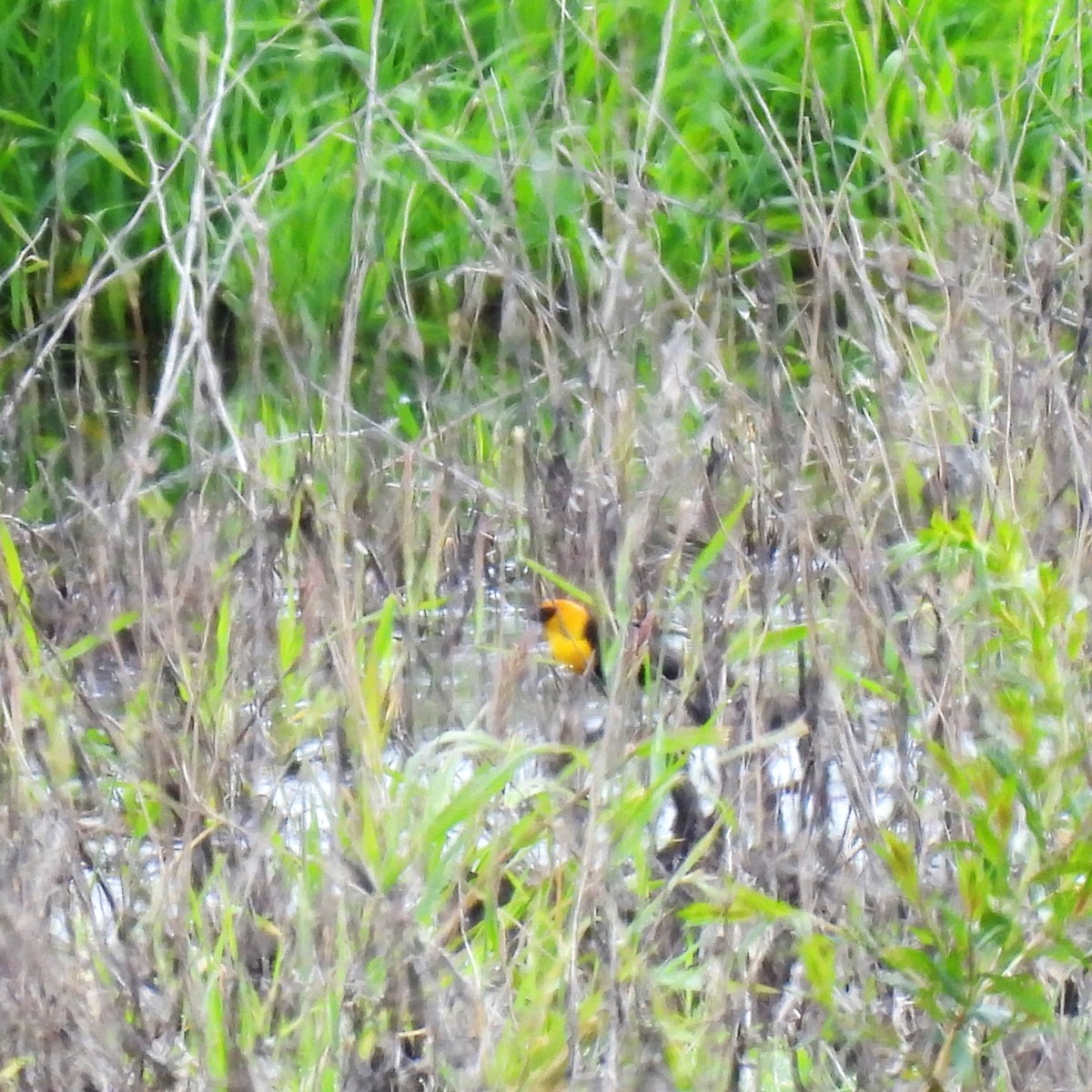 Yellow-headed Blackbird - Susan Kirkbride