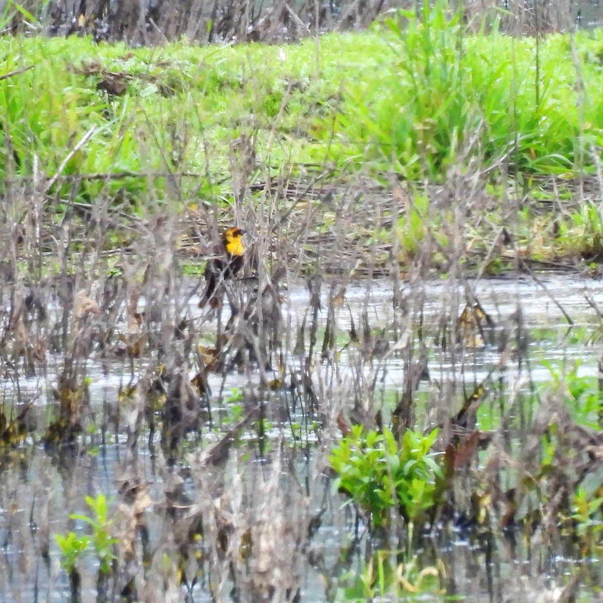 Yellow-headed Blackbird - Susan Kirkbride