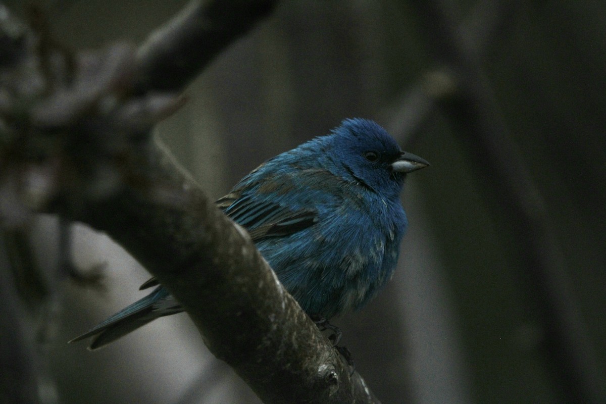 Indigo Bunting - Karine  St-Onge