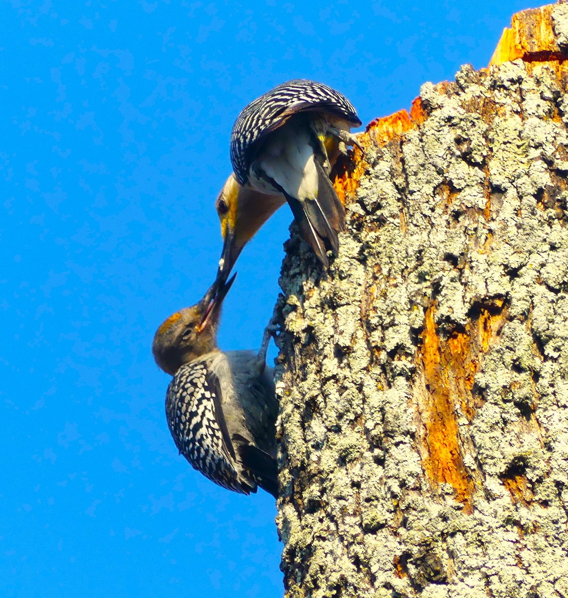 Golden-fronted Woodpecker - Guadalupe Esquivel Uribe