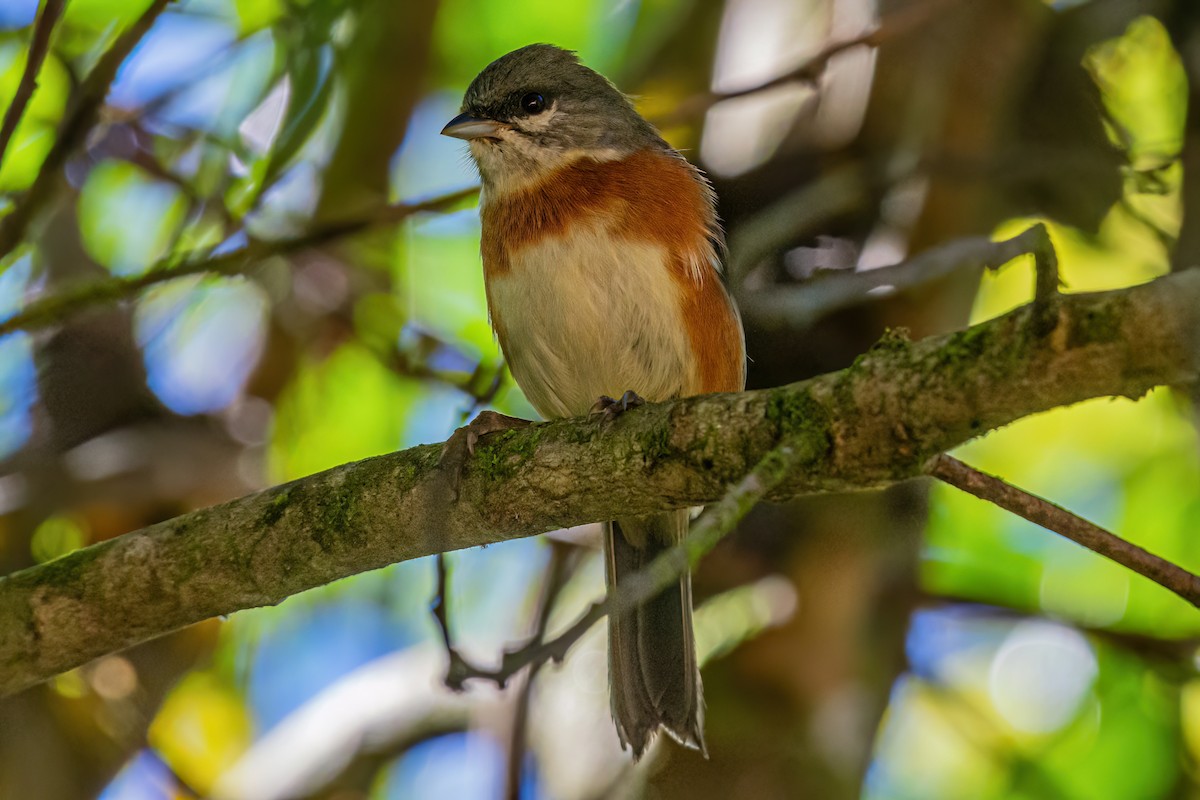 Bay-chested Warbling Finch - ML619500307