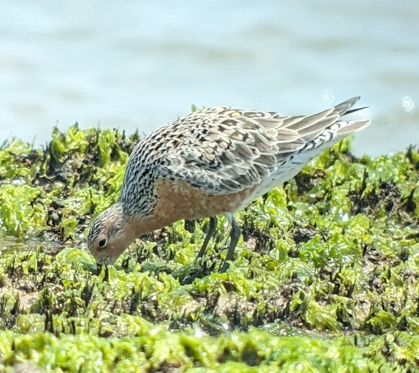 Red Knot - Michelle Gianvecchio