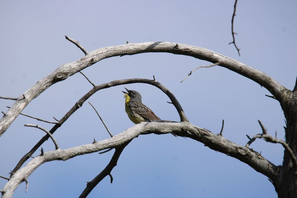 Kirtland's Warbler - Austin Hedges