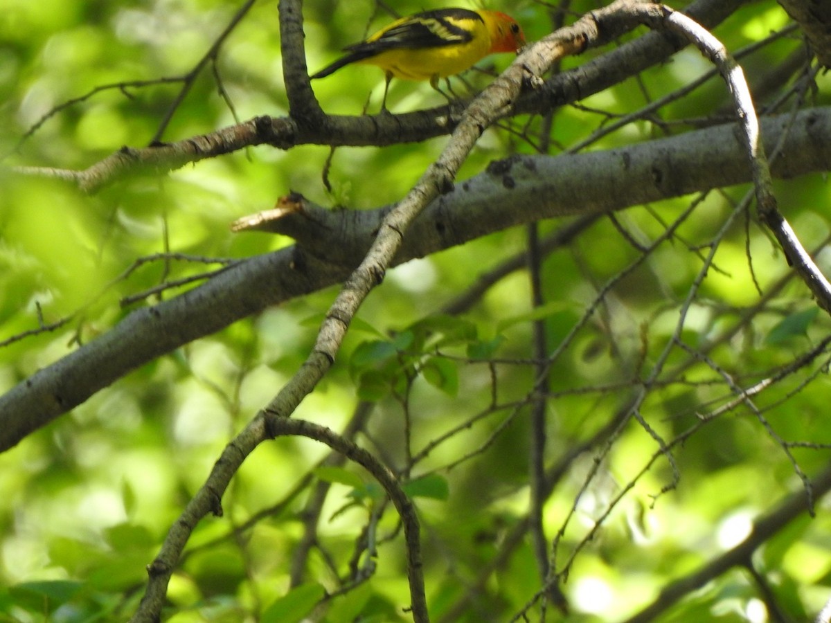 Western Tanager - ML619500315