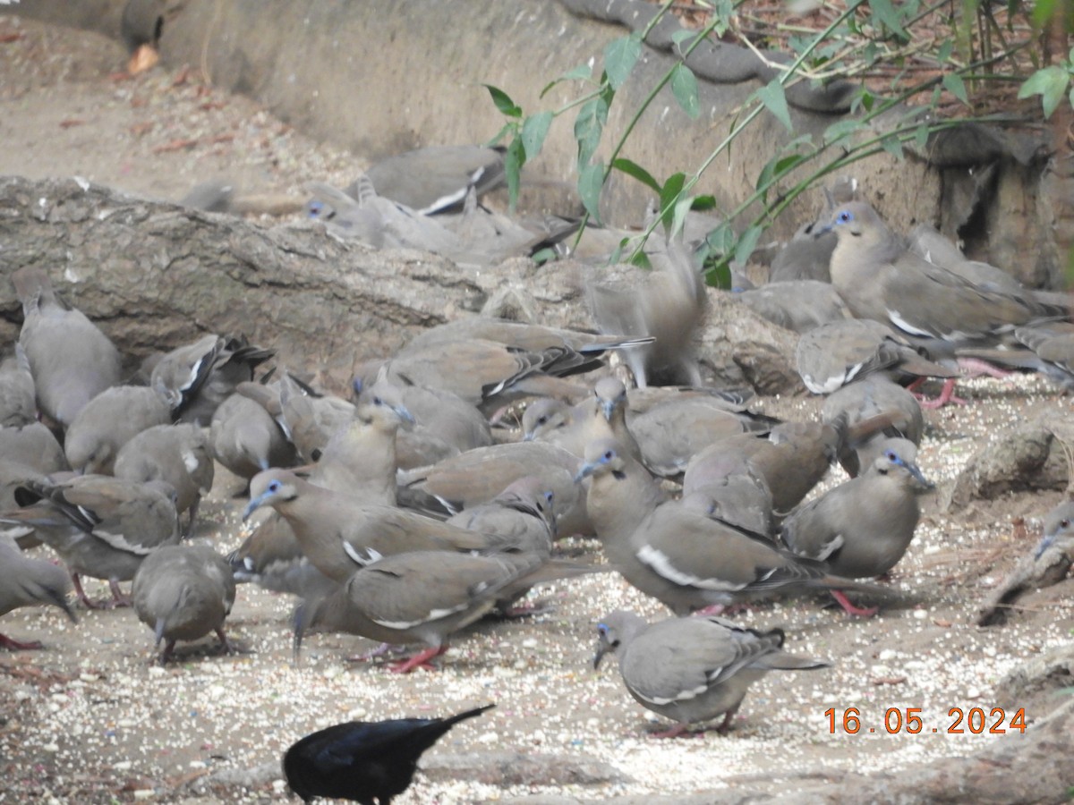 White-winged Dove - María Eugenia Paredes Sánchez