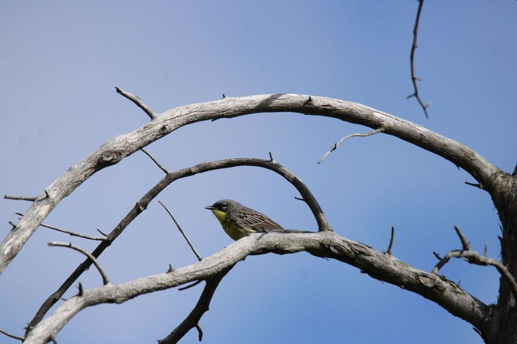 Kirtland's Warbler - Austin Hedges