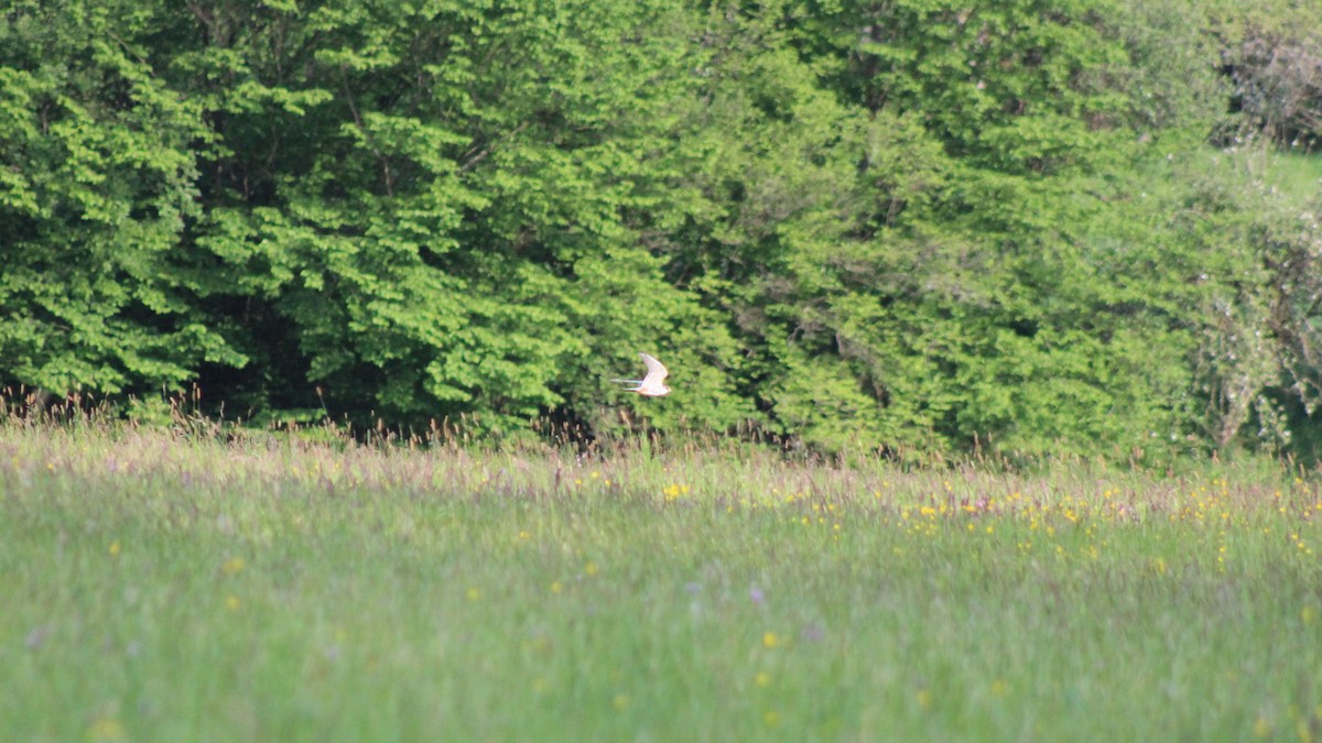 Eurasian Hobby - Anton Finn