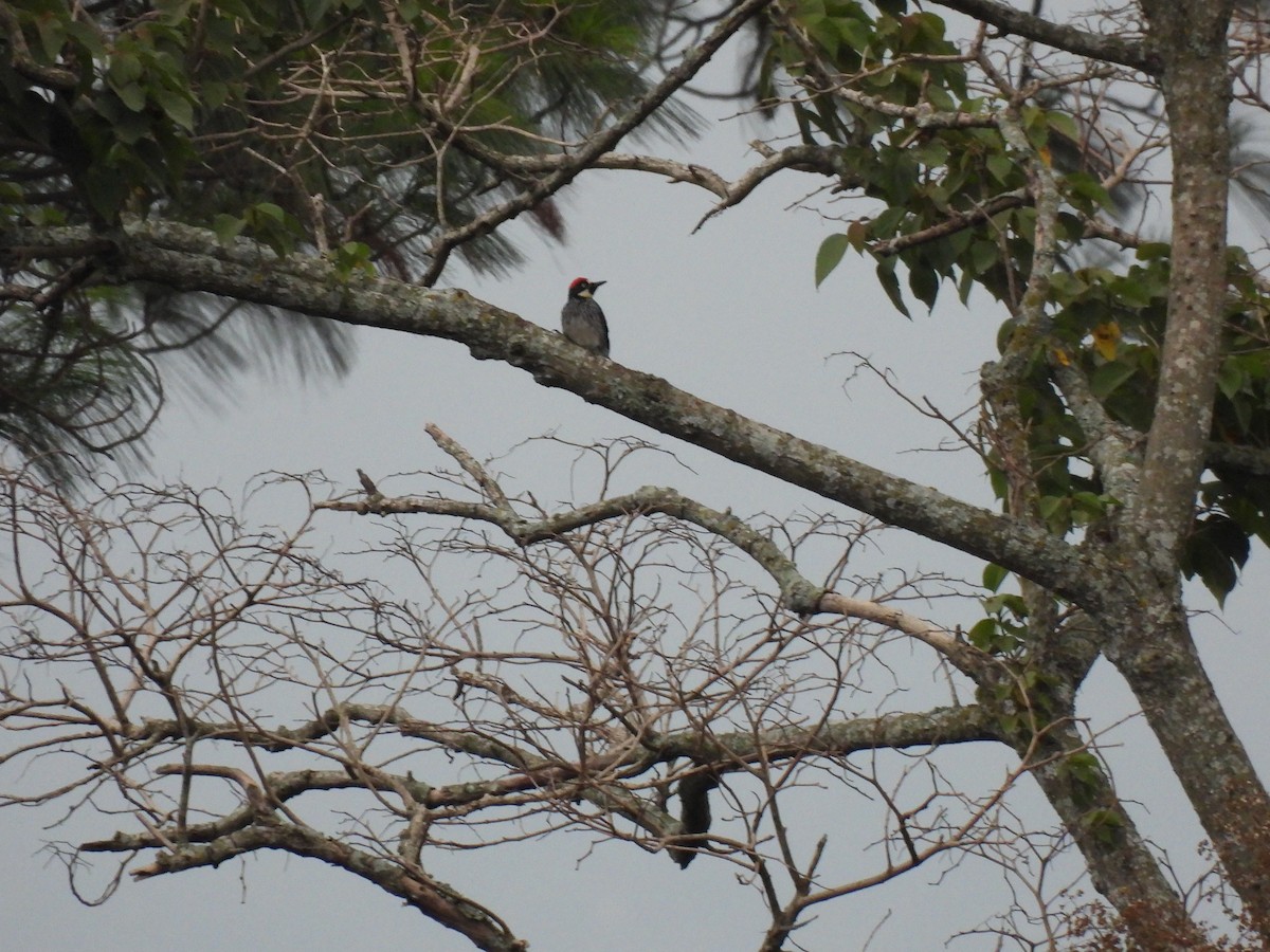 Acorn Woodpecker - María Eugenia Paredes Sánchez