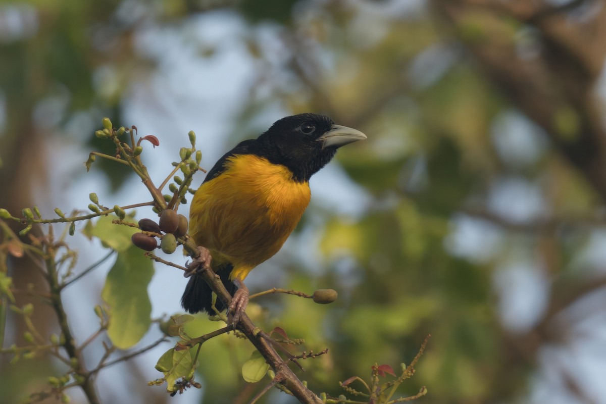 Tejedor Bicolor - ML619500322