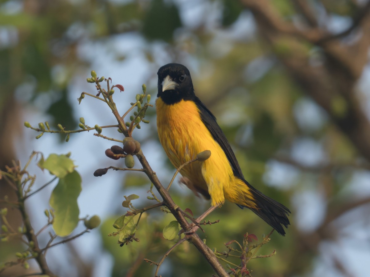 Tejedor Bicolor - ML619500323