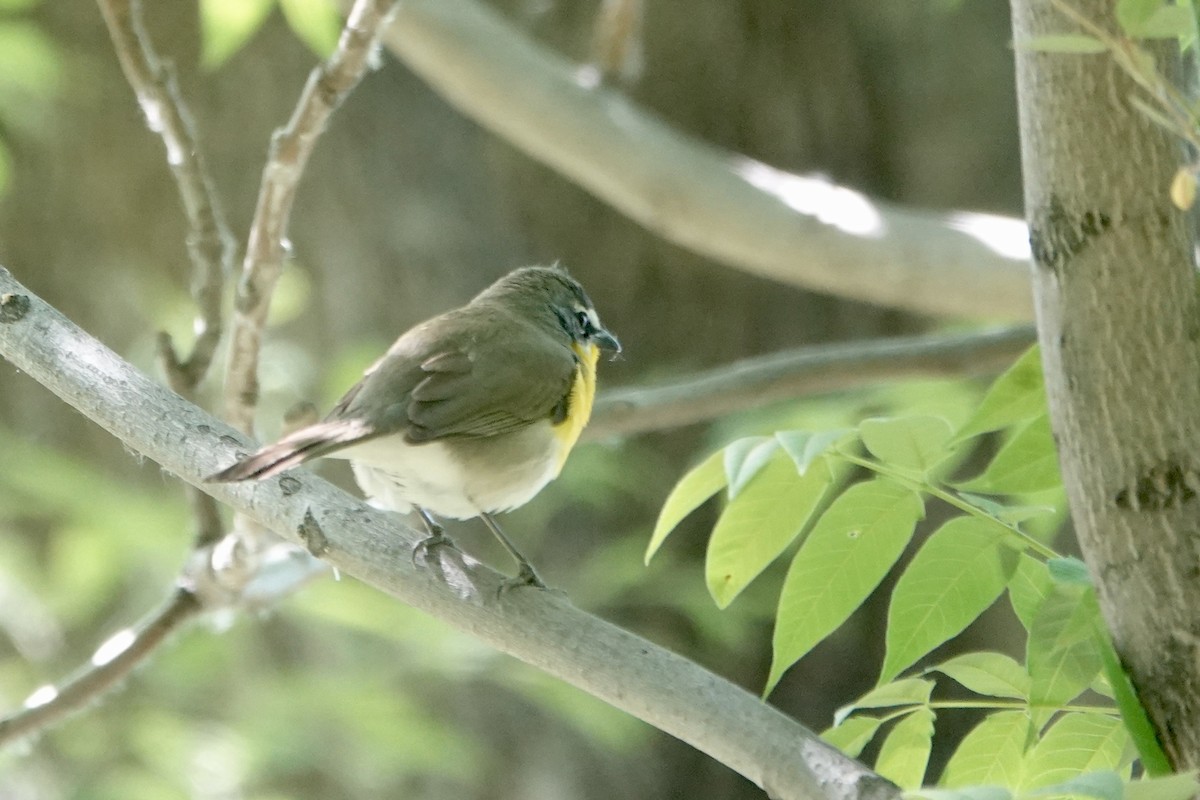 Yellow-breasted Chat - ML619500325
