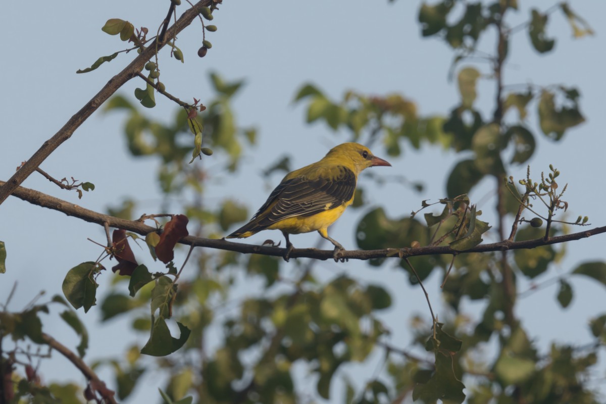 Eurasian Golden Oriole - ML619500328