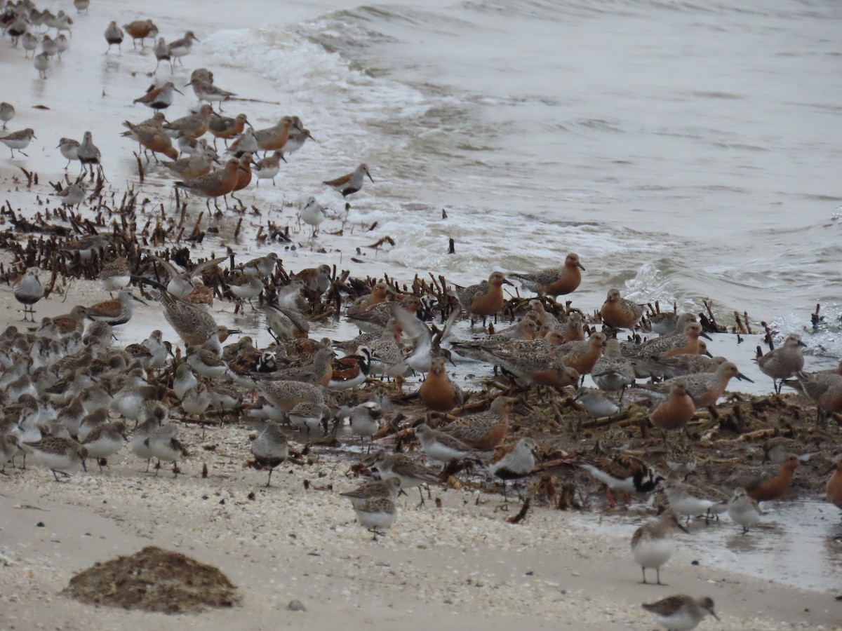 Red Knot - D Woolverton