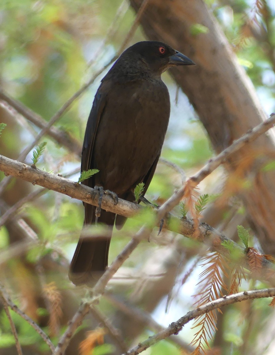 Bronzed/Brown-headed Cowbird - Guadalupe Esquivel Uribe