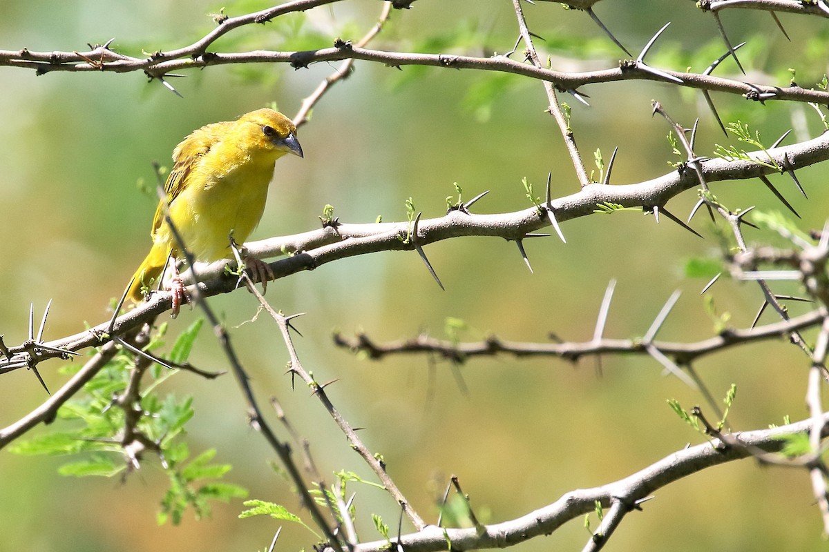 African Golden-Weaver - ML619500331