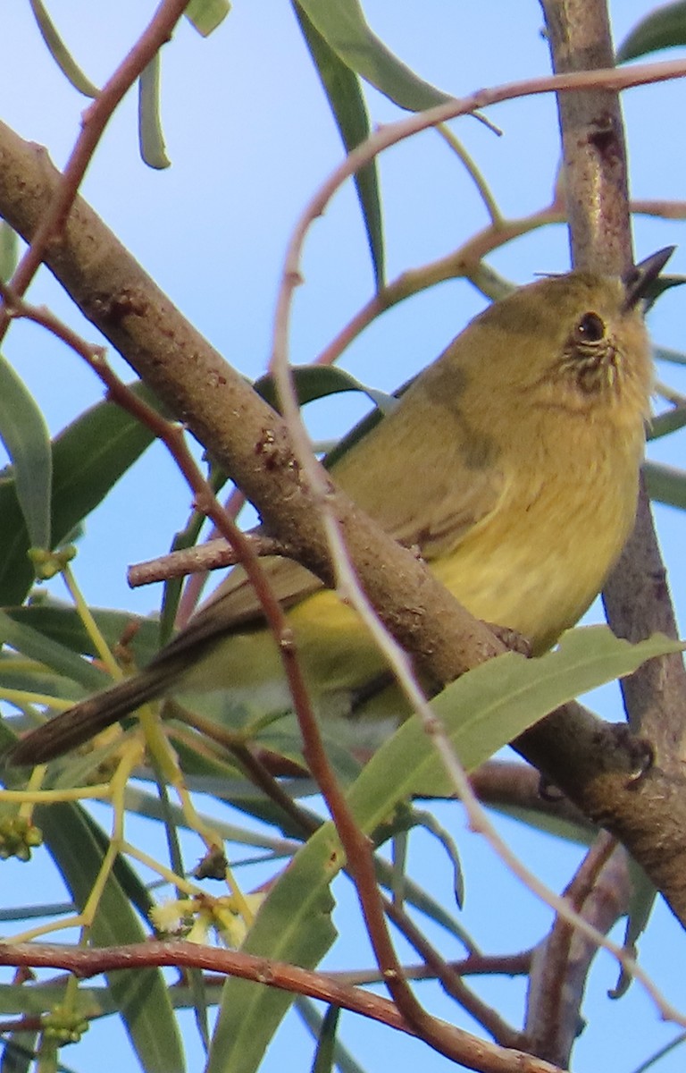 Yellow Thornbill - Julia Hudd